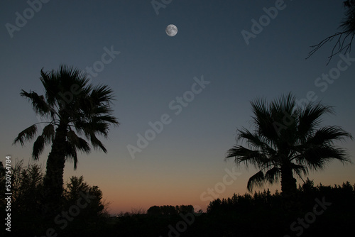 moon at sunset between two palm trees © AntonioLuigi