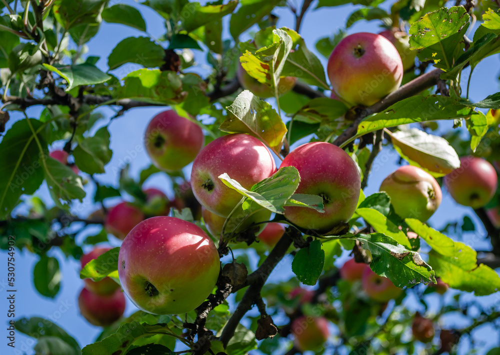 Canopy of an apple tree with ripe red fruits. Apple tree with ripe red