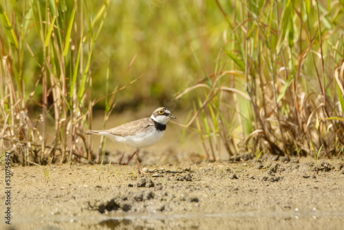 Konstfotografi Little ringed plover