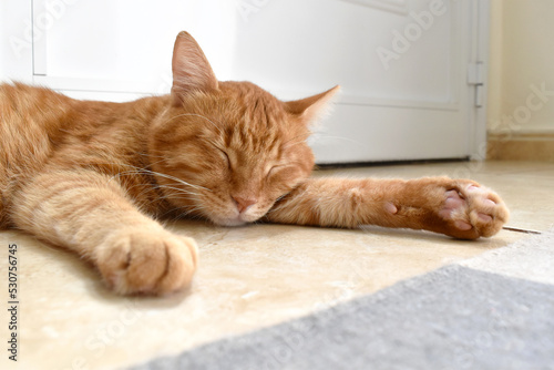 Ginger cat sleeping on the floor at home. Photo can be used for the concept of how to stop cat scratching the rug or carpet and how to remove pets hair on the rug or carpet.	
