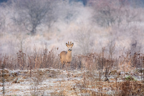 Fototapeta Naklejka Na Ścianę i Meble -  The roe deer in the meadow