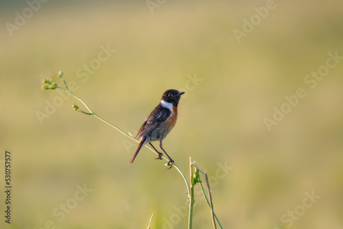 European stonechat (Saxicola rubicola)