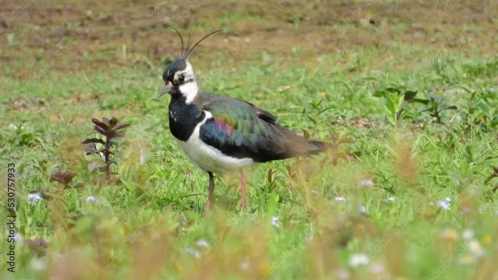 Kiebitz (Vanellus vanellus) Kiebitz (Vanellus vanellus)