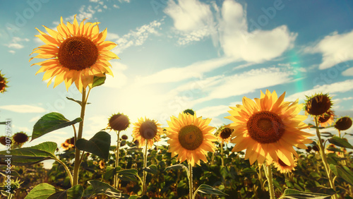 sunflower agriculture field and blue sky  beautiful nature  summer landscape and bright sun