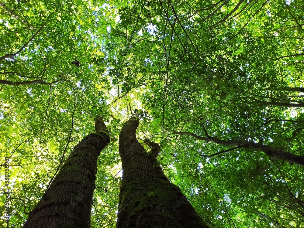 Fototapeta premium tree in the forest