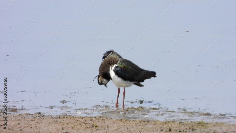 Kiebitz (Vanellus vanellus) Kiebitz (Vanellus vanellus)