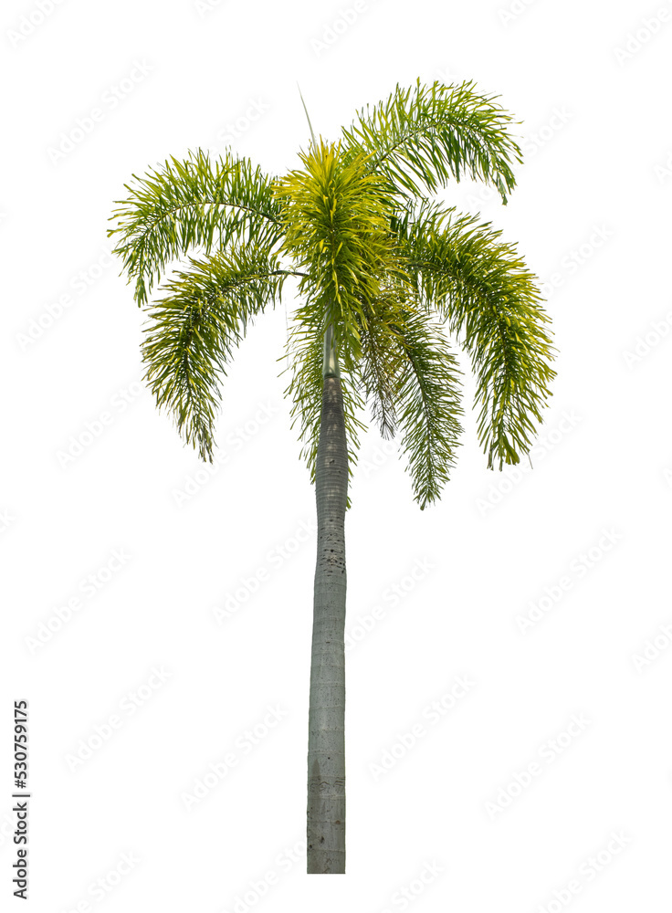 Palm tree on transparent picture background with clipping path, single tree with clipping path and alpha channel. Palm tree on transparent picture background with clipping path, single tree with clipping path and alpha channel.