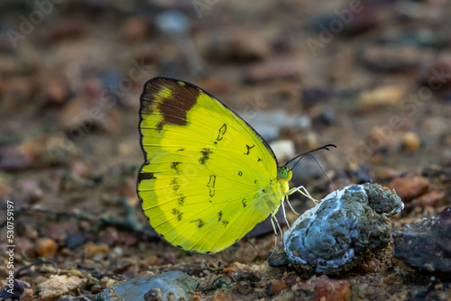 Wallpaper Mural butterfly on leaf Torontodigital.ca