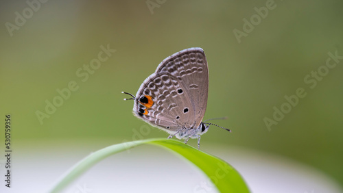 Wallpaper Mural butterfly on leaf Torontodigital.ca