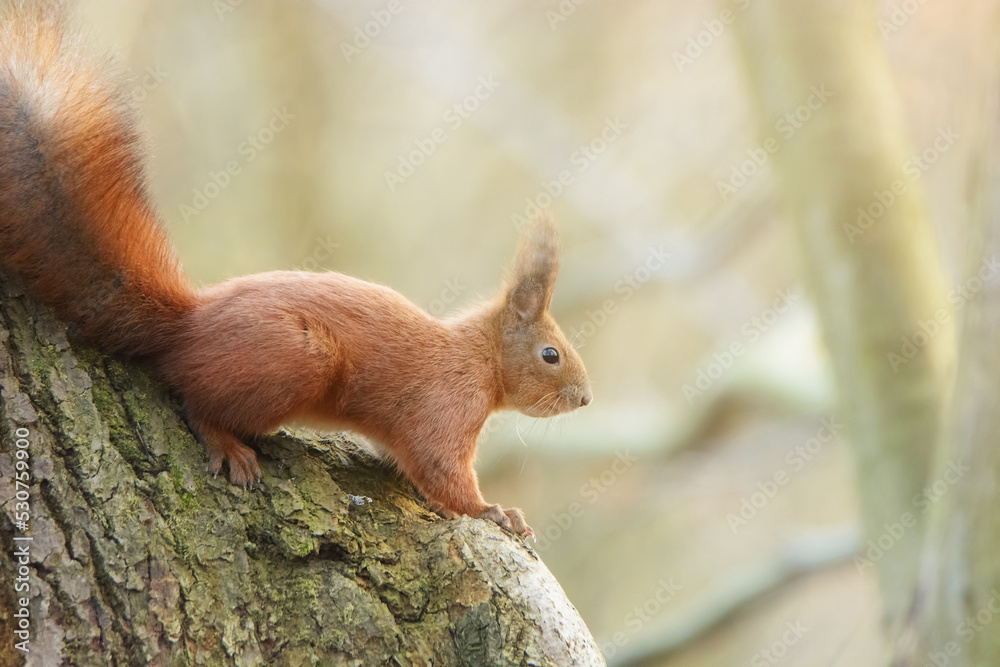 red squirrel or Eurasian red squirrel red squirrel or Eurasian red squirrel