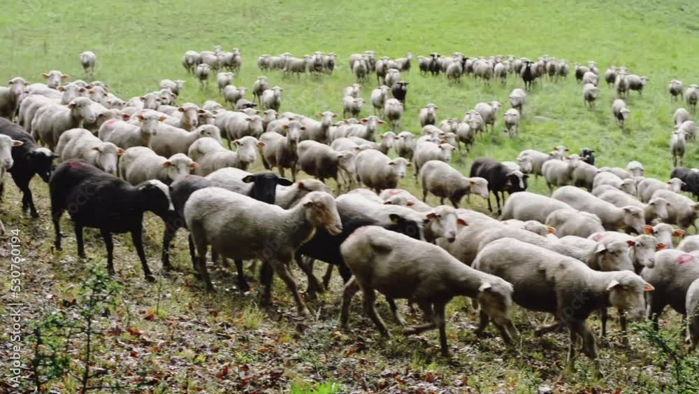 Troupeau de moutons dans une prairie en France près de Sisteron Troupeau de moutons dans une prairie en France près de Sisteron