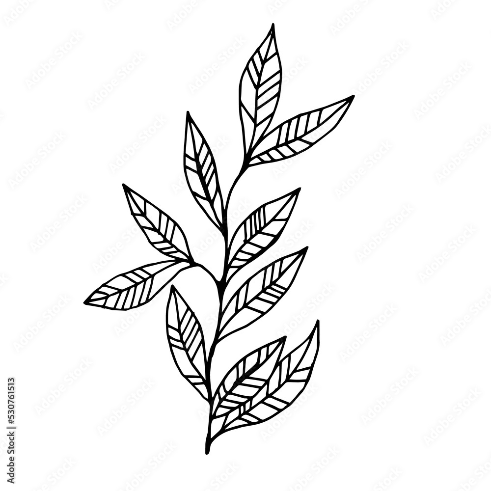 A branch with leaves, a graphic drawing of a twig A branch with leaves, a graphic drawing of a twig