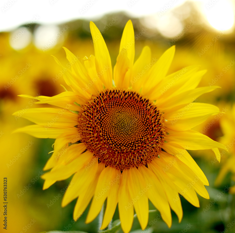 Deficit of sunflower oil in the world. Sunflower field. Sunflower bloom in summer. Deficit of sunflower oil in the world. Sunflower field. Sunflower bloom in summer.