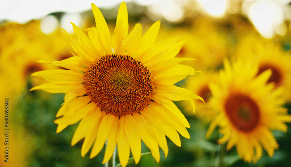 Deficit of sunflower oil in the world. Sunflower field. Sunflower bloom in summer.