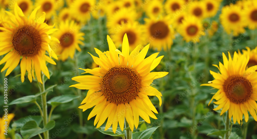 Deficit of sunflower oil in the world. Sunflower field. Sunflower bloom in summer.