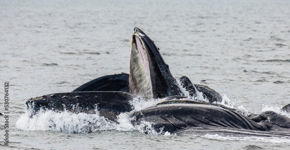 Fototapeta premium Bubble-net feeding of the Humpback whales (Megaptera novaeangliae). Chatham Strait area. Alaska. USA.