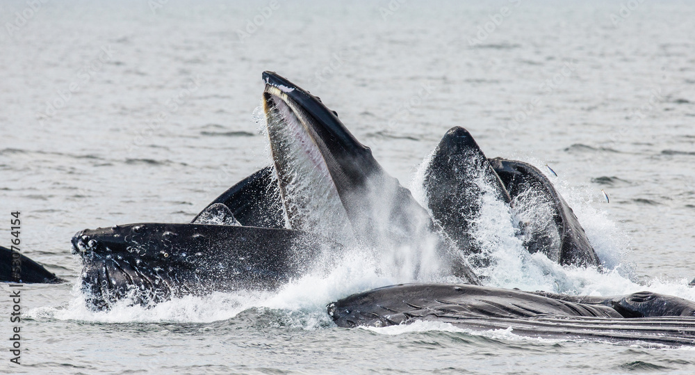 Obraz premium Bubble-net feeding of the Humpback whales (Megaptera novaeangliae). Chatham Strait area. Alaska. USA.