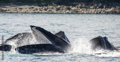 Bubble-net feeding of the Humpback whales (Megaptera novaeangliae). Chatham Strait area. Alaska. USA. © gudkovandrey