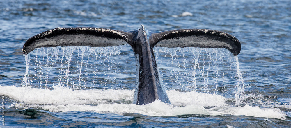 Tail of Humpback whale (Megaptera novaeangliae) above the water surface ...