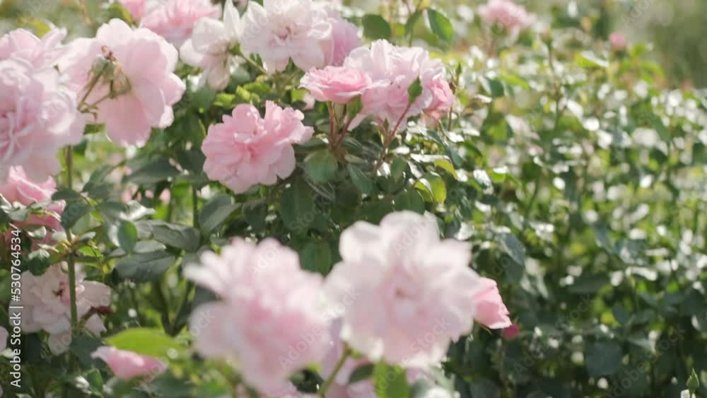 Handheld shot of backlit pink english garden roses Handheld shot of backlit pink english garden roses