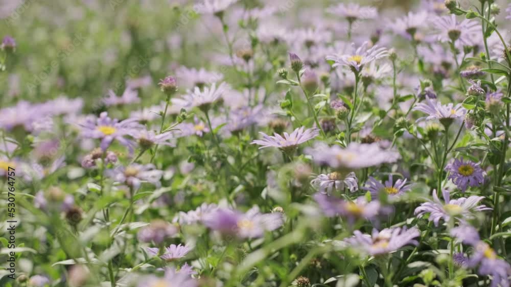 Handheld shot over a field of purple Aster flowers Handheld shot over a field of purple Aster flowers