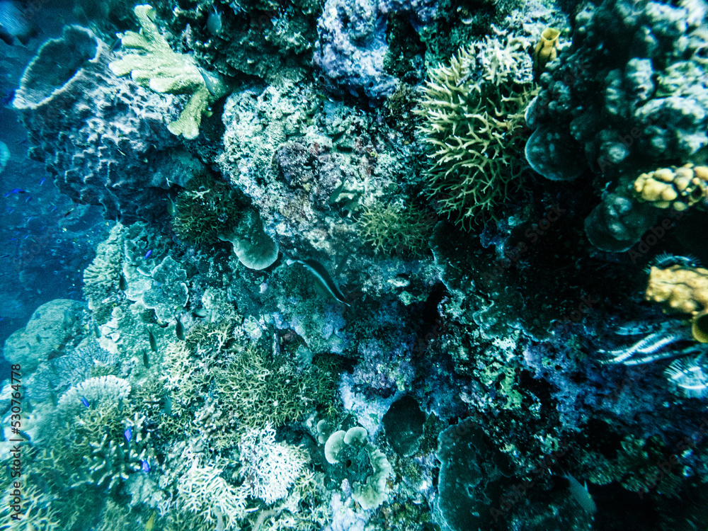 Fototapeta premium Diving in Una Una -Indonesia 