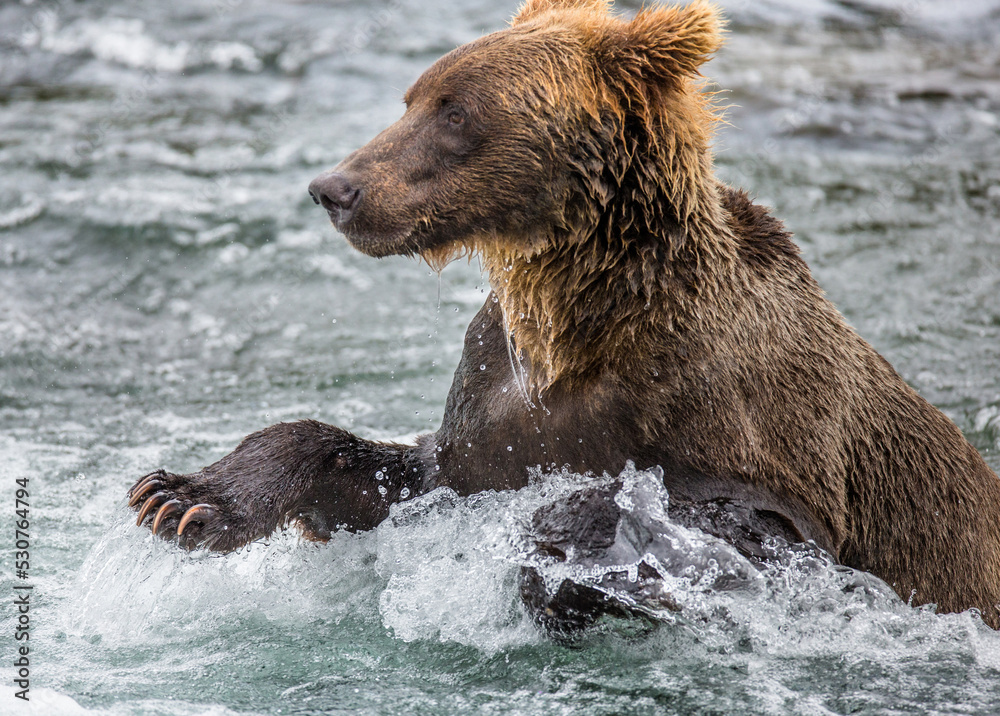 Obraz premium Alaska Peninsula brown bear (Ursus arctos horribilis) is catching salmon in the river. USA. Alaska. Katmai National Park.