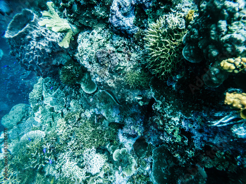 Diving in Una Una -Indonesia  photo