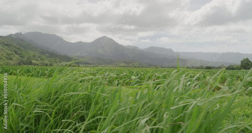 Pan on Hawaiian Taro fields through tall grass on Kauai stormy day in slow motion Pan on Hawaiian Taro fields through tall grass on Kauai stormy day in slow motion