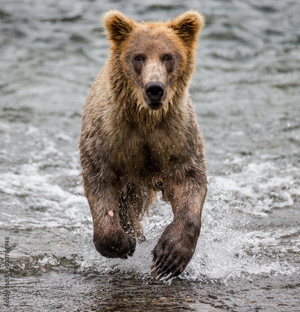 Alaska Peninsula brown bear (Ursus arctos horribilis) is running on the water in the river. USA. Alaska. Katmai National Park.