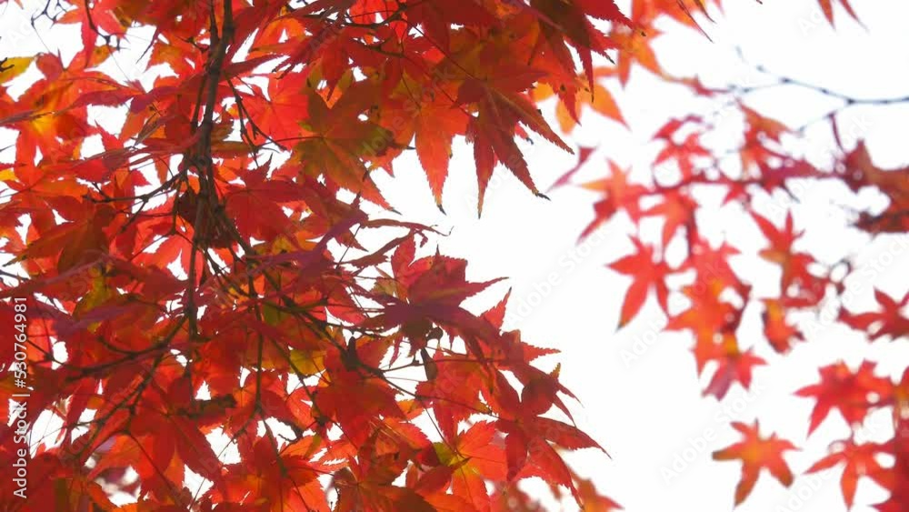 Beautifully colored, red maple leaves in autumn sky
Beautifully colored, red maple leaves in autumn sky