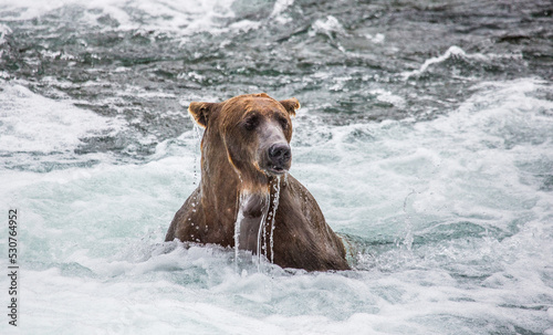 Alaska Peninsula brown bear (Ursus arctos horribilis) is sitting in the river. USA. Alaska. Katmai National Park. photo