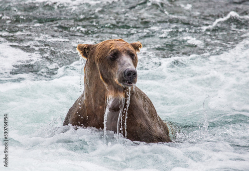 Alaska Peninsula brown bear (Ursus arctos horribilis) is sitting in the river. USA. Alaska. Katmai National Park.
