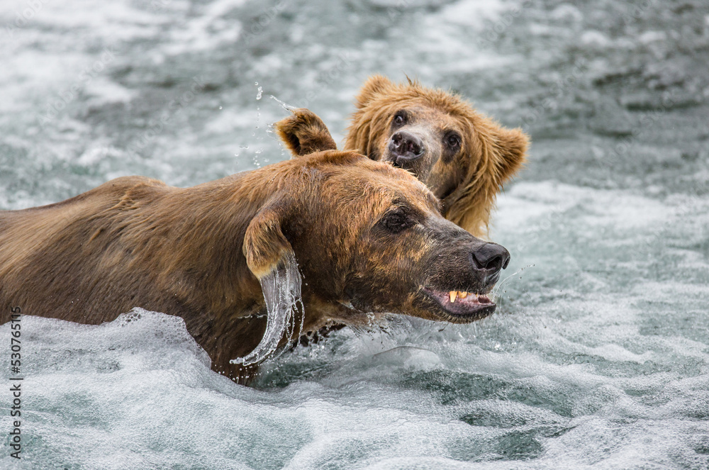 Mother Alaska Peninsula brown bear (Ursus arctos horribilis) with cub in the river. USA. Alaska. Katmai National Park. Mother Alaska Peninsula brown bear (Ursus arctos horribilis) with cub in the river. USA. Alaska. Katmai National Park.