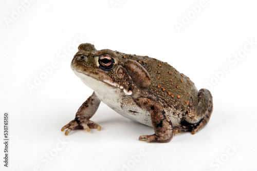 Colorado River toad // Coloradokröte (Incilius alvarius / Bufo alvarius)
