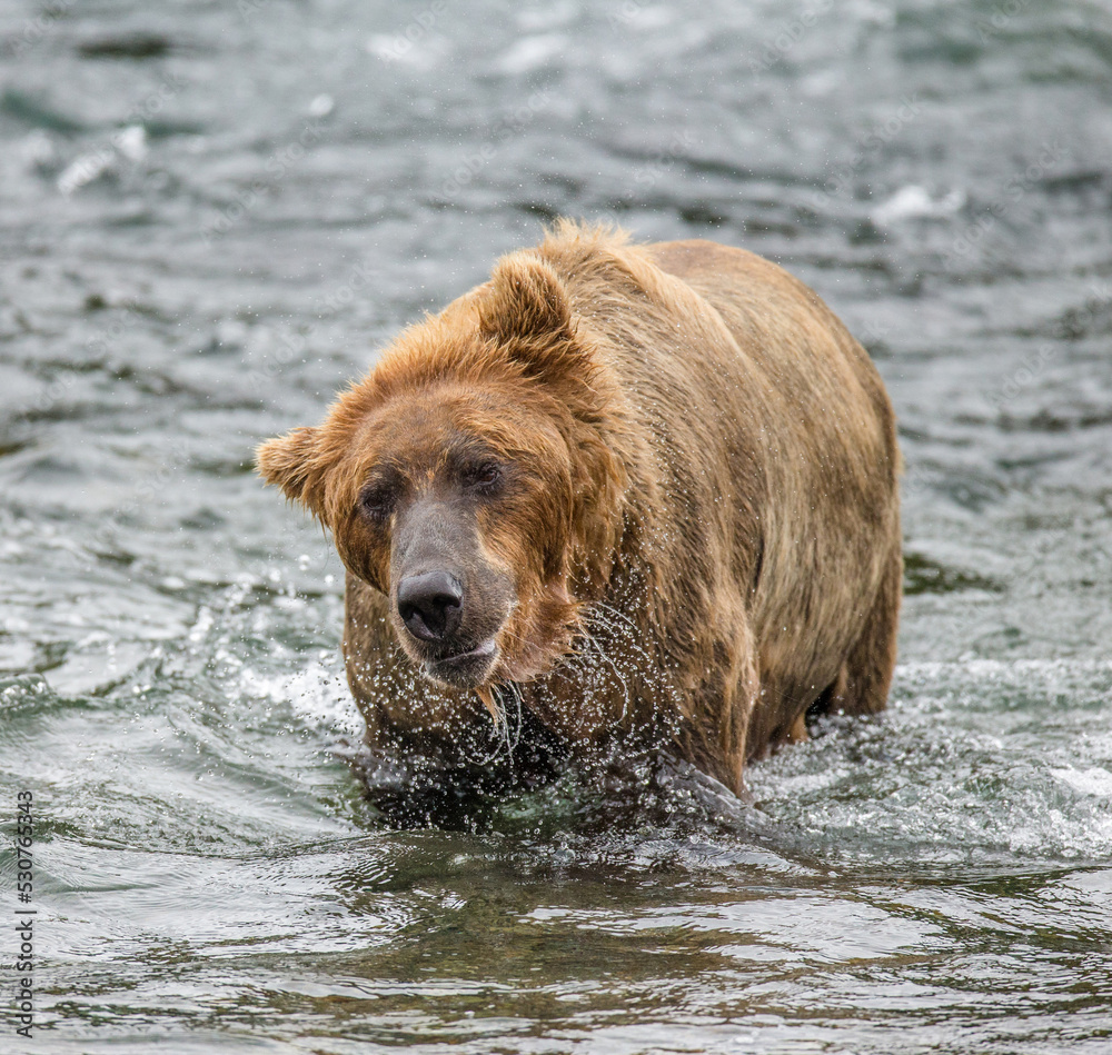 Alaska Peninsula brown bear (Ursus arctos horribilis) is shaking off water surrounded by splashes. USA. Alaska. Katmai National Park. Alaska Peninsula brown bear (Ursus arctos horribilis) is shaking off water surrounded by splashes. USA. Alaska. Katmai National Park.