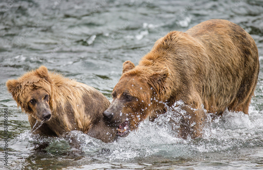 Mother Alaska Peninsula brown bear (Ursus arctos horribilis) with cub in the river. USA. Alaska. Katmai National Park. Mother Alaska Peninsula brown bear (Ursus arctos horribilis) with cub in the river. USA. Alaska. Katmai National Park.