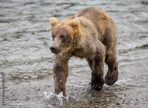 Alaska Peninsula brown bear (Ursus arctos horribilis) is walking along the river. USA. Alaska. Katmai National Park.