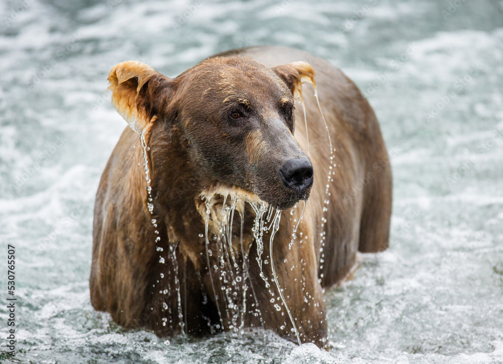 Alaska Peninsula brown bear (Ursus arctos horribilis) is standing in the river. USA. Alaska. Katmai National Park. Alaska Peninsula brown bear (Ursus arctos horribilis) is standing in the river. USA. Alaska. Katmai National Park.