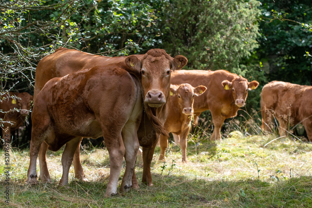 Cows or livestock in a pasture in summer