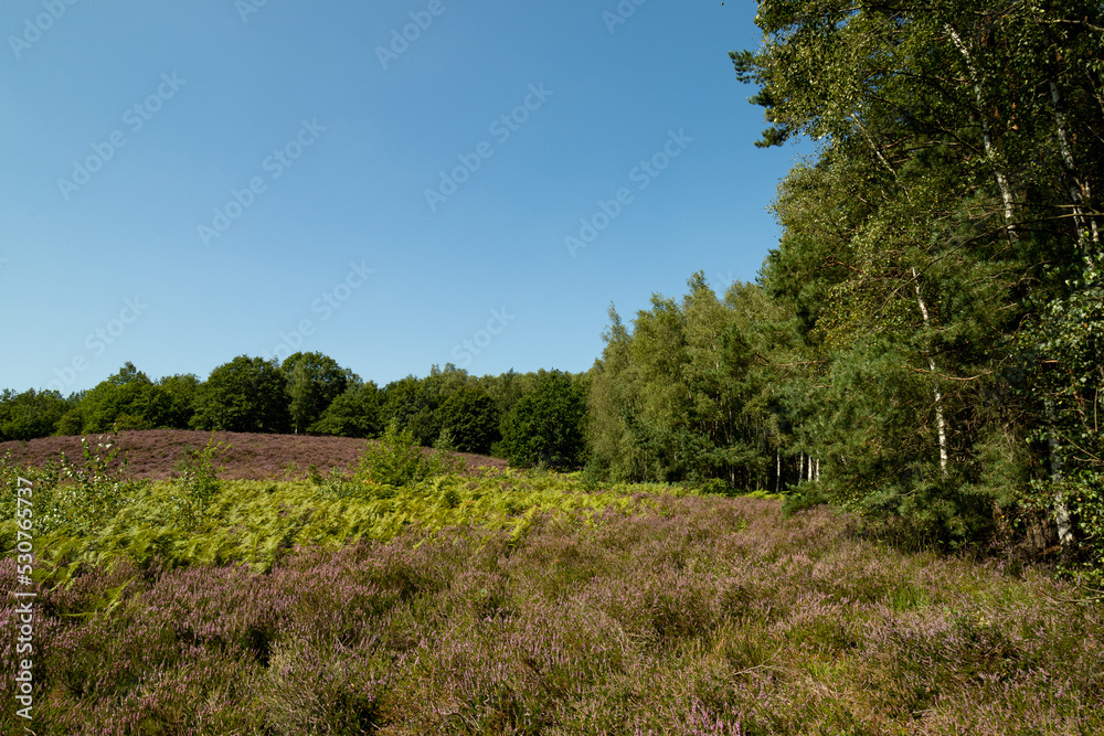 Scenic landscape photo of wild fields of Calluna vulgaris, or simply heather flowers, and pine trees in the background. Blue skies.