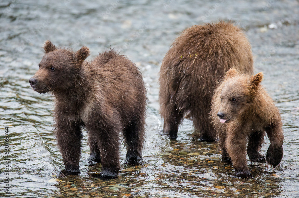 Two Alaska Peninsula brown bears (Ursus arctos horribilis) cubs are standing in a river next to each other. USA. Alaska. Katmai National Park. Two Alaska Peninsula brown bears (Ursus arctos horribilis) cubs are standing in a river next to each other. USA. Alaska. Katmai National Park.