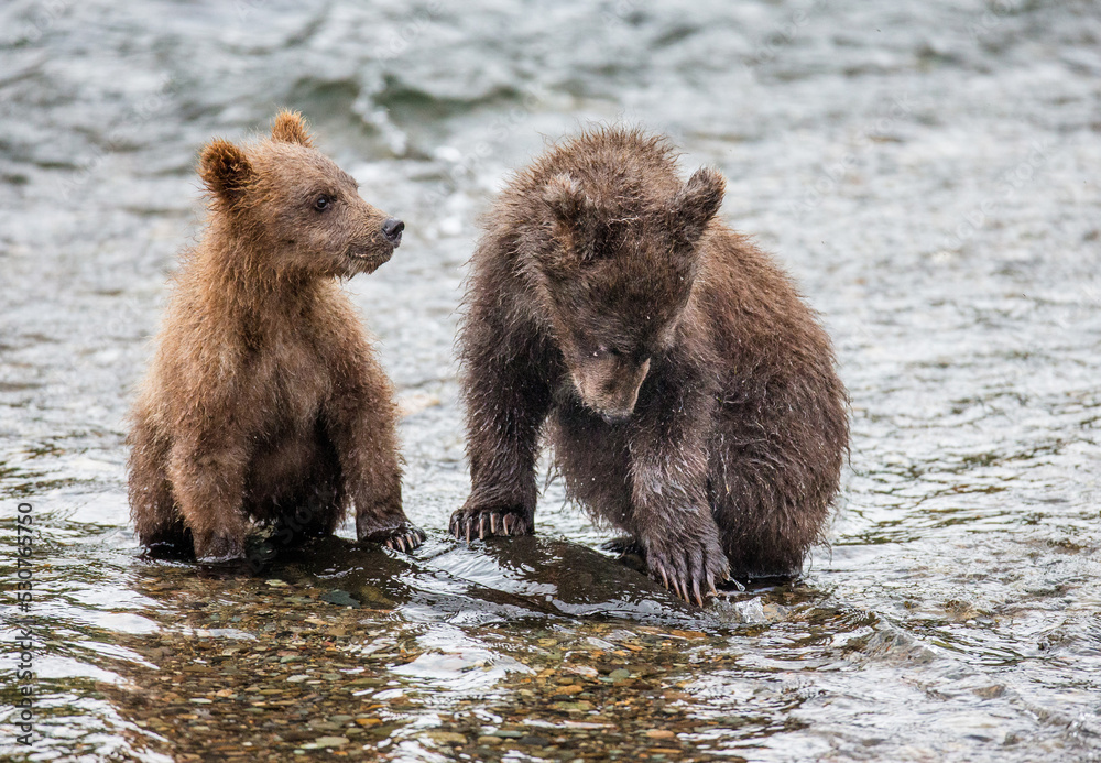 Obraz premium Two Alaska Peninsula brown bears (Ursus arctos horribilis) cubs are standing in a river next to each other. USA. Alaska. Katmai National Park.