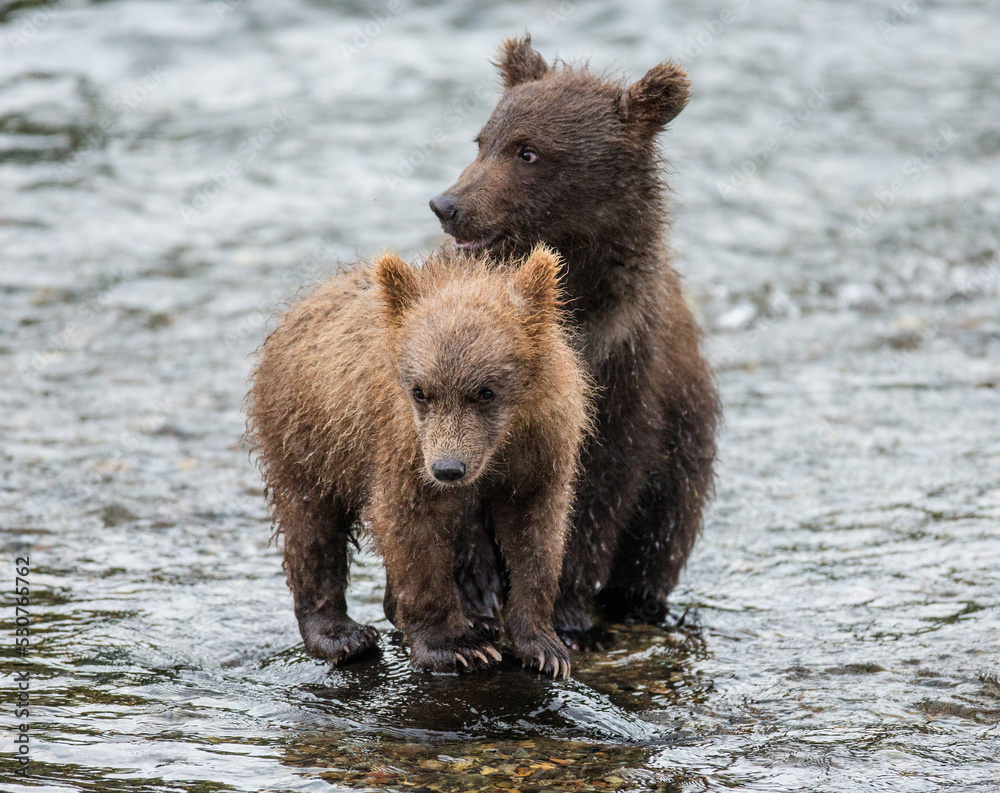 Two Alaska Peninsula brown bears (Ursus arctos horribilis) cubs are standing in a river next to each other. USA. Alaska. Katmai National Park.