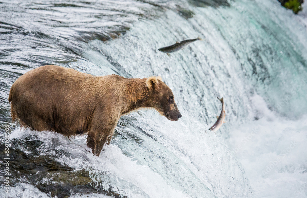 Obraz premium Alaska Peninsula brown bear (Ursus arctos horribilis) is catching salmon in the river. USA. Alaska. Katmai National Park.