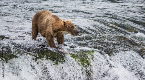 Alaska Peninsula brown bear  Ursus arctos horribilis  is catching salmon in the river. USA. Alaska. Katmai National Park.