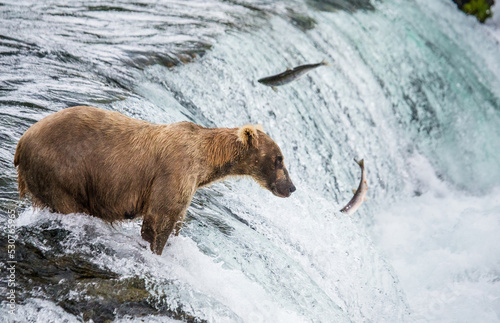 Wallpaper Mural Alaska Peninsula brown bear (Ursus arctos horribilis) is catching salmon in the river. USA. Alaska. Katmai National Park. Torontodigital.ca