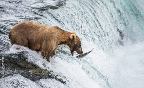 Alaska Peninsula brown bear (Ursus arctos horribilis) is catching salmon in the river. USA. Alaska. Katmai National Park.