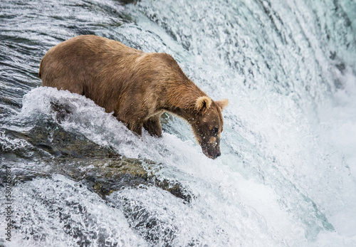 Wallpaper Mural Alaska Peninsula brown bear (Ursus arctos horribilis) is catching salmon in the river. USA. Alaska. Katmai National Park. Torontodigital.ca