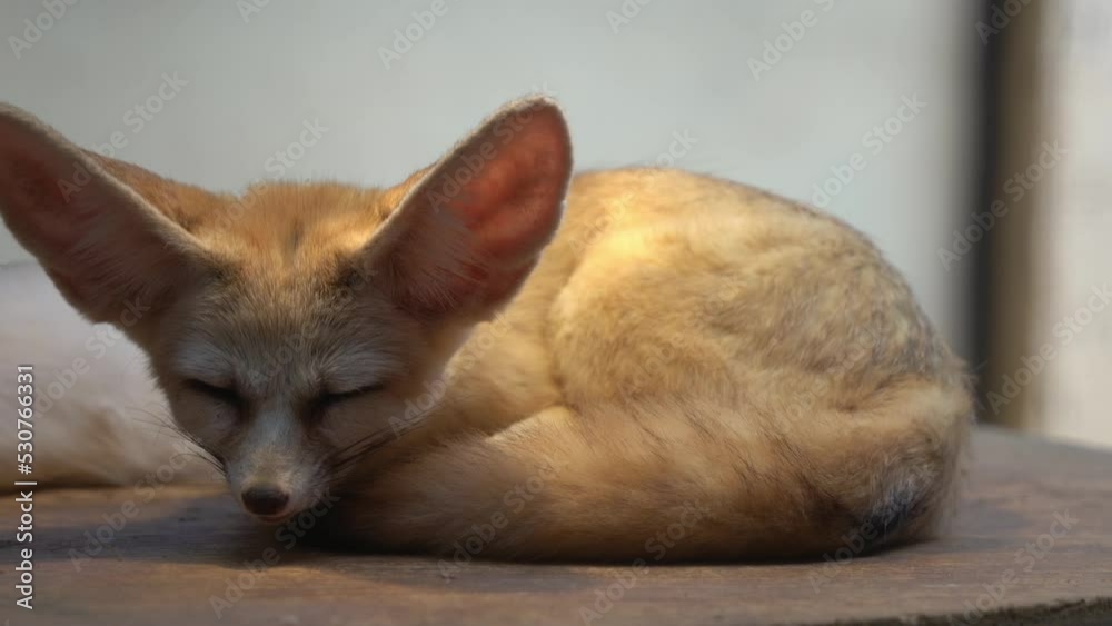 Exotic fennec fox, vulpes zerda, small crepuscular fox with nocturnal habitat, curled-up and sleeping on a platform in an enclosed environment with hanging lamp imitating the sunlight and the heat. Exotic fennec fox, vulpes zerda, small crepuscular fox with nocturnal habitat, curled-up and sleeping on a platform in an enclosed environment with hanging lamp imitating the sunlight and the heat.